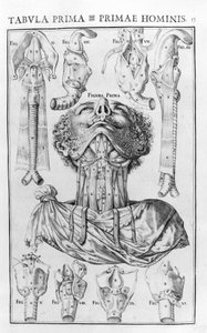 人間の声の器官は、Giovanni Casseri "De vocis auditusque oganis historia anatomica", Ferrara 1601 による。