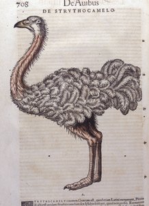 ダチョウ-Konrad Gesner著『Historiae animalium』（Tiguri）より