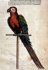 Conrad GesnerのHistoria Animaliumの後のオウム、Tiguri 1560年。Biblioteca nazionale Braidense.ミラノ 作： Unknown artist