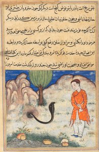 Sistan の支配者の息子である王子は、Tuti-nama (オウムの物語) から蛇に仕える: 第 37 夜 作： Unknown artist