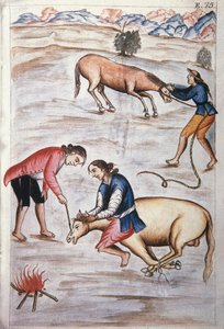 トルヒーヨ司教バルタサル・マルティネス・コンパニオン・イ・ブジャンダ（1782-1785）の著書「トルヒーヨ・デル・ペルー」（「Códice Martínez Compañón」）に掲載されている雌馬の赤い鉄製の焼印 作： Unknown artist