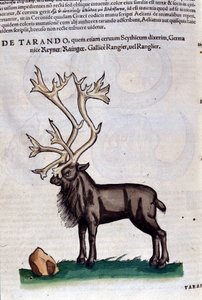 Konrad GesnerのHistoriae animaliumの後のトナカイ、Tiguri 作： Unknown artist