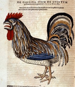 Conrad GesnerによるHistoria Animaliumの後の雄鶏、Tiguri 1560年。Biblioteca nazionale Braidense.ミラノ
