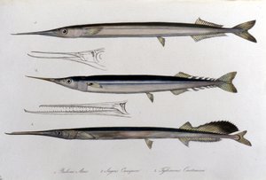 海の針です。博物図譜。19世紀のもの。
