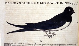 Konrad GesnerのHistoriae animaliumの後のツバメ、Tiguri 作： Unknown artist