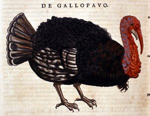 Conrad GesnerのHistoria Animaliumの後の七面鳥、Tiguri 1560年。Biblioteca nazionale Braidense.ミラノ