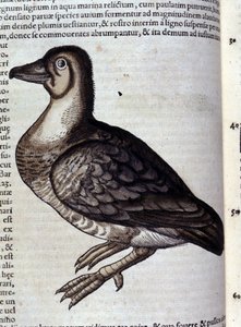 コンラート・ゲスナーのHistoriae animaliumの後の雁、ティグリ 作： Unknown artist