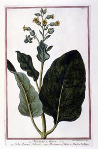 タバコ植物（Nicotiana Minor）。18世紀のハーバリウムの植物板。 作： Unknown artist