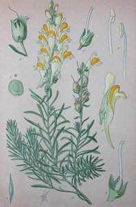真のヒノキ (Linaria)、属の植物種、ヒノキガエル、ヒノキガエル 作： Unknown artist