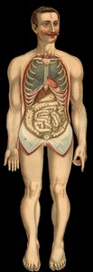 肋骨と腹囲を切除した後の胸腔と腹腔を正面から見た図。(グレイル腸、胃など) 作： Unknown artist