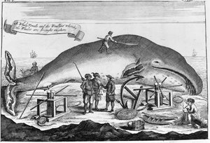 捕鯨：陸地でマッコウクジラを洗浄中...18世紀初頭の書籍に掲載されていた図版の一部