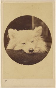 [クッションにあごを乗せた白い犬] 作： Unknown artist