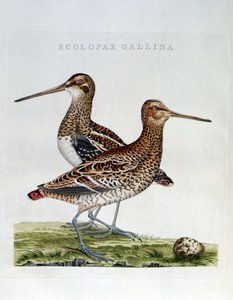 ウッドコックと卵（scolopax gallina） - エングレービング