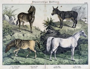 シマウマ、ロバ、ウマ......「Histoires naturelles des mammals」（哺乳類の自然史）編。シュライバー 作： Unknown artist