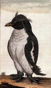 アホウドリ科の鳥「ディオメデア」を描いた動物図鑑。18世紀のエングレービング