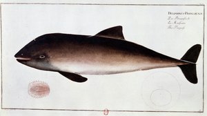 動物学：水棲哺乳類のイルカを表す板。B.N.パリの18世紀初頭の版画 作： Unknown artist
