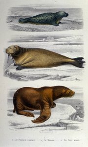 アザラシ、セイウチ、アシカが描かれた動物学チャート19世紀