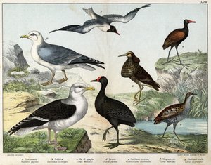 a:闘士（Machetes pugnax）、b：鶏（Gallinula chloropus）、c:ラレ・デ・ジネ（Crex pratensis）、d:Jacana (Parra Jacana), e: Black-eyed Gull (Hydrocolaeus ridibundus), f: Seagull (Larus marinus), g: Herring Gull (Larus argentus) - 「Natural Hist」にて。 作： Unknown artist