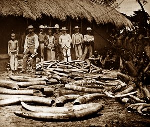 ベルギー植民地時代の象牙狩り 作： 未知の写真家