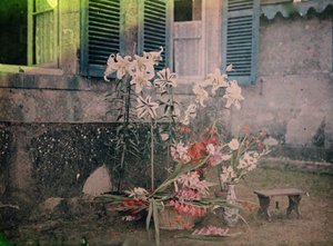 写真の歴史花の構図 作： 未知の写真家