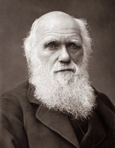 イギリスの博物学者、チャールズ・ロバート・ダーウィン（1809-1882）。 作： Unknown photographer