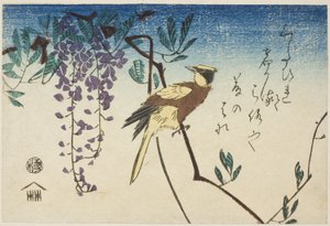 コウライウグイスとフジ 作： Utagawa Hiroshige