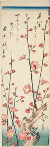 開花梅の枝