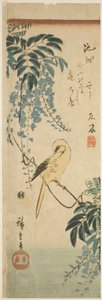 カナリアと藤 作： Utagawa Hiroshige