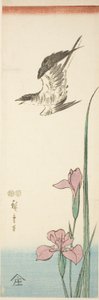 カッコウとアイリス 作： Utagawa Hiroshige