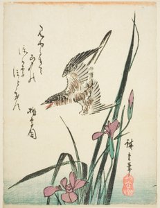 アイリスの上を飛ぶカッコウ 作： Utagawa Hiroshige