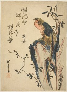 金キジ