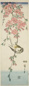 シジュウカラと桜 作： Utagawa Hiroshige