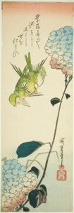緑の鳥とアジサイ 作： Utagawa Hiroshige