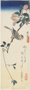 Java Sparrow and Magnolia、1834-1839 作： Utagawa Hiroshige