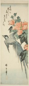 尾長鳥とハイビスカス 作： Utagawa Hiroshige