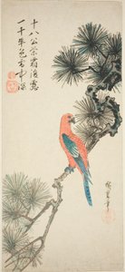 松の枝にコンゴウインコ 作： Utagawa Hiroshige