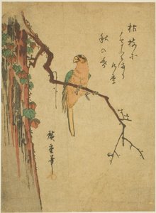 ツタに覆われた木のコンゴウインコ 作： Utagawa Hiroshige