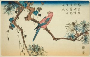 松の枝にコンゴウインコ 作： Utagawa Hiroshige