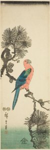 松の枝にコンゴウインコ 作： Utagawa Hiroshige
