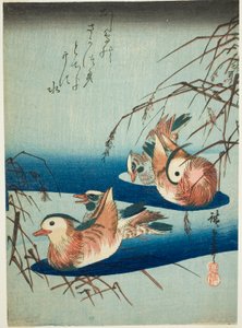 オシドリ 作： Utagawa Hiroshige