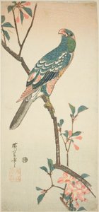 開花枝のオウム 作： Utagawa Hiroshige