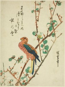 梅の木のオウム 作： Utagawa Hiroshige