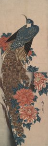孔雀と牡丹 作： Utagawa Hiroshige