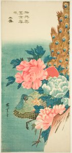 孔雀と牡丹 作： Utagawa Hiroshige