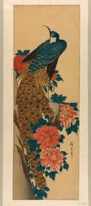 孔雀と牡丹 作： Utagawa Hiroshige