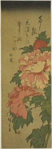 牡丹 作： Utagawa Hiroshige