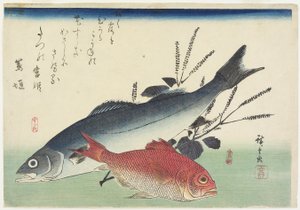 鯛、シーバス、シソ、c。 1840