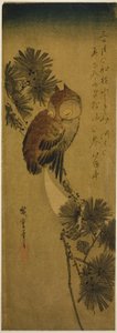 コミミズクと松と三日月 作： Utagawa Hiroshige