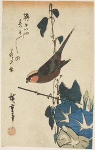 すずめと朝顔 作： Utagawa Hiroshige