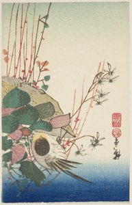 ぶら下がっているプランターのスズメ 作： Utagawa Hiroshige